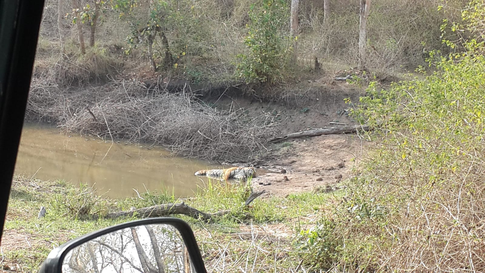 Tiger sighted near the Kabini lake shoreline, Nagarhole Tiger Reserve, March 2016