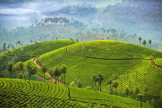 Munnar Kerala